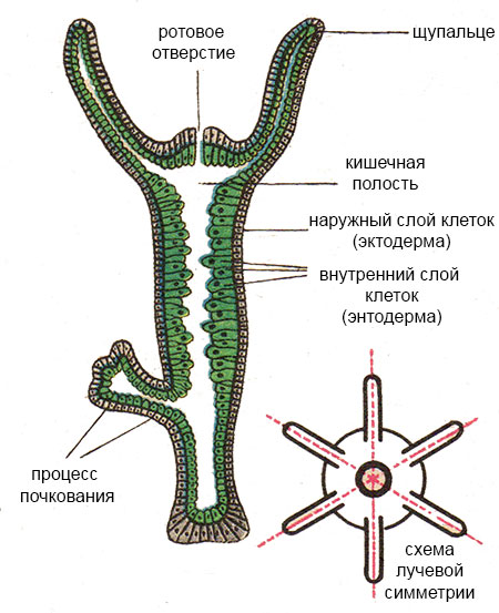 Где взять ссылку на кракен kraken014 com